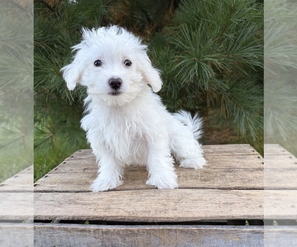 Medium Photo #4 Maltese Puppy For Sale in MIDDLEBURY, IN, USA