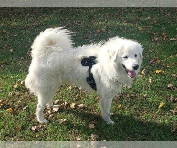 Medium Photo #2 Great Pyrenees Puppy For Sale in DOWELLTOWN, TN, USA