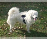 Small Photo #2 Great Pyrenees Puppy For Sale in DOWELLTOWN, TN, USA
