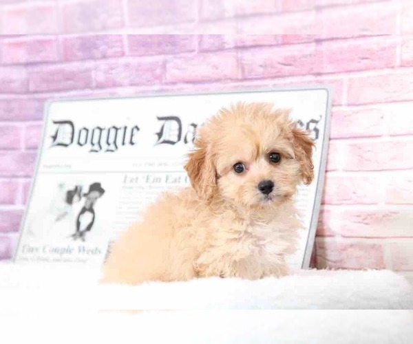 Medium Photo #5 Cavapoo Puppy For Sale in BEL AIR, MD, USA