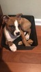 Small Photo #1 Boxer-Unknown Mix Puppy For Sale in MIDDLEBURG, FL, USA