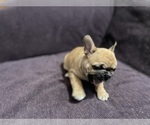 Small #8 Faux Frenchbo Bulldog