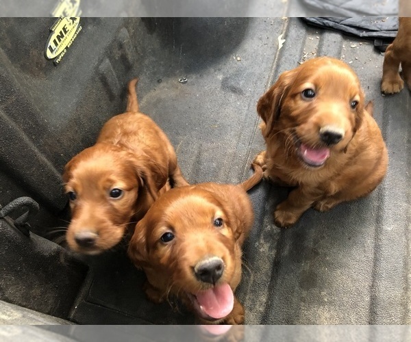 Medium Photo #3 Irish Setter Puppy For Sale in HAMILTON, AL, USA