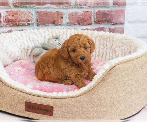 Medium Photo #1 Cavapoo (Miniature) Puppy For Sale in SYRACUSE, IN, USA