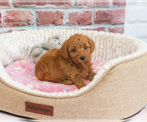 Cavapoo (Miniature) Puppy for sale in SYRACUSE, IN, USA