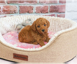 Image preview for Ad Listing. Nickname: Sugar