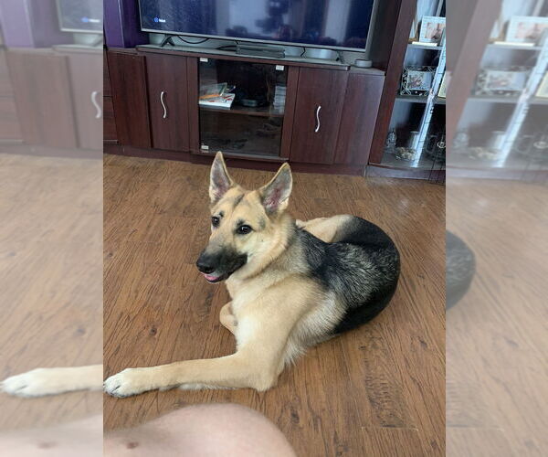 Medium Photo #3 German Shepherd Dog Puppy For Sale in Aurora, IN, USA