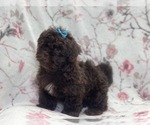 Small #5 ShihPoo