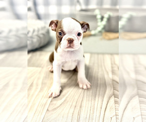 Faux Frenchbo Bulldog Puppy for sale in MARIETTA, GA, USA
