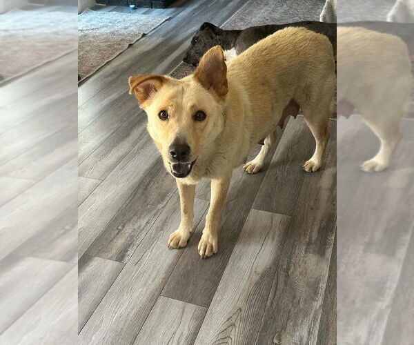 Medium Photo #2 Labrador Retriever-Unknown Mix Puppy For Sale in Dana Point, CA, USA
