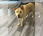 Small #1 Labrador Retriever Mix