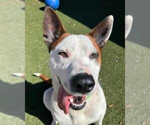 Mutt Dogs for adoption in Chula Vista, CA, USA