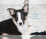 Puppy TCUP Augie Milo Aussie-Corgi-Miniature Australian Shepherd Mix