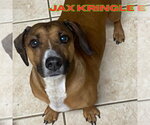Small #8 Dachshund Mix