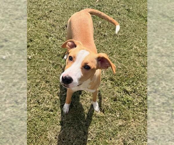 Medium Photo #1 Bogle Puppy For Sale in Grovetown, GA, USA
