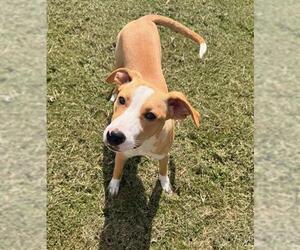 Bogle Dogs for adoption in Grovetown, GA, USA