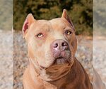Small Photo #3 American Staffordshire Terrier-Bulldog Mix Puppy For Sale in Albuquerque, NM, USA
