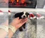 Small Photo #49 Miniature Australian Shepherd Puppy For Sale in QUINCY, CA, USA