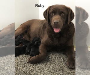 Mother of the Labrador Retriever puppies born on 09/07/2022