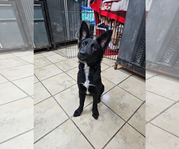 Medium Photo #2 Mutt Puppy For Sale in El Centro, CA, USA