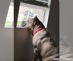Small Photo #1 Cane Corso Puppy For Sale in ARLINGTON, TX, USA