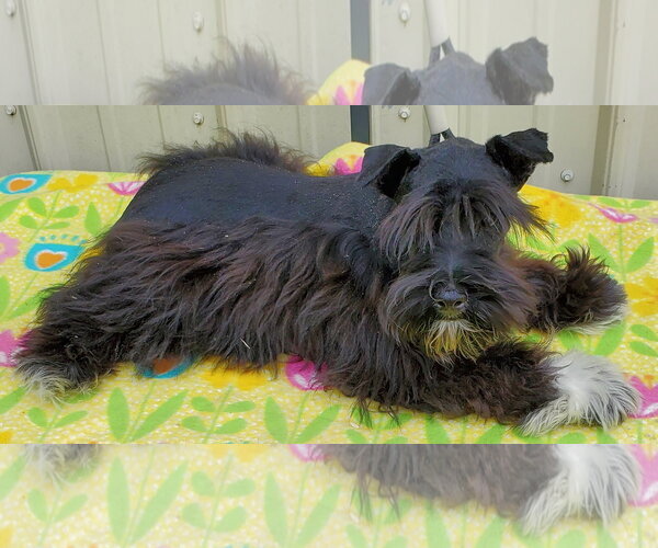 Medium Photo #1 - Mix Puppy For Sale in Mountain View, MO, USA