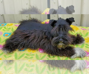 - Mix Dogs for adoption in Mountain View, MO, USA