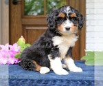 Small #1 Bernedoodle (Miniature)