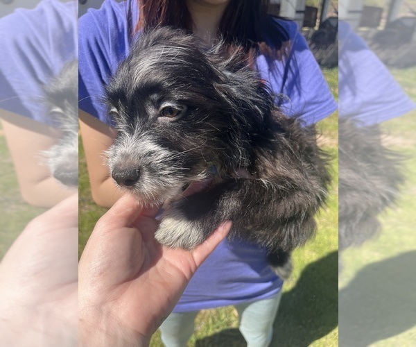 Medium Photo #1 Eskipoo (Miniature) Puppy For Sale in LAFAYETTE, MS, USA