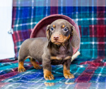 Small #10 Dachshund