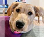 Small #1 Labrador Retriever Mix