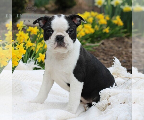 Medium Photo #4 Boston Terrier Puppy For Sale in MANHEIM, PA, USA