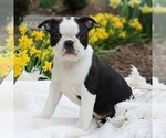 Small Photo #4 Boston Terrier Puppy For Sale in MANHEIM, PA, USA
