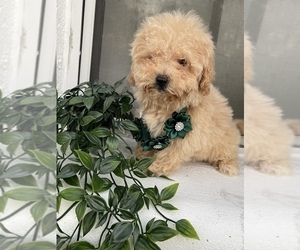 Maltipoo Puppy for Sale in TAMPA, Florida USA