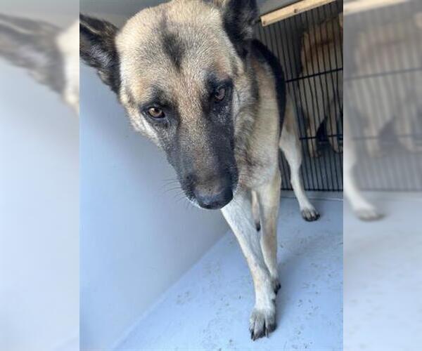 Medium Photo #1 German Shepherd Dog-Unknown Mix Puppy For Sale in Houston, TX, USA