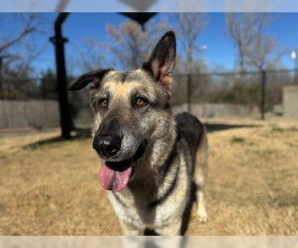 Medium Photo #2 German Shepherd Dog Puppy For Sale in Temple, TX, USA