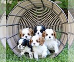 Small #1 Cavalier King Charles Spaniel