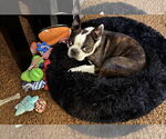 Small #2 Boston Terrier