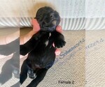 Small Photo #3 Schnauzer (Miniature) Puppy For Sale in CHESTERFIELD, SC, USA