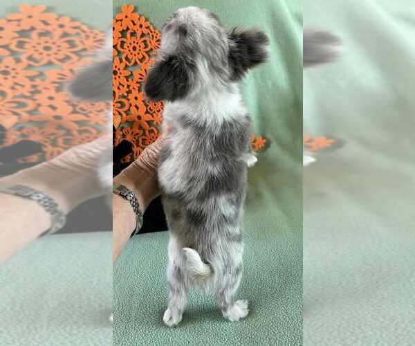 Medium Photo #2 Chihuahua Puppy For Sale in NEWVILLE, PA, USA