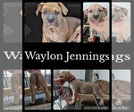 Image preview for Ad Listing. Nickname: Waylon Jennings