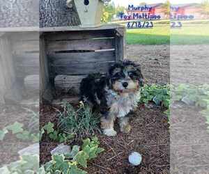 Maltipoo Puppy for Sale in TOPEKA, Indiana USA