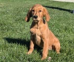 Puppy Holly Golden Retriever