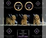 Small #5 Goldendoodle (Miniature)