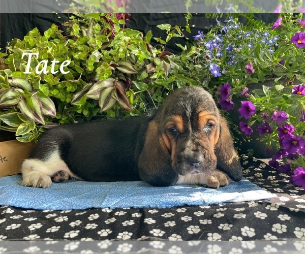 Medium Photo #2 Basset Hound Puppy For Sale in COLUMBIA CROSS ROADS, PA, USA