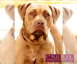 American Staffordshire Terrier-Labrador Retriever Mix Dogs for adoption in Marina del Rey, CA, USA