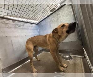 German Shepherd Dog Dogs for adoption in San Bernardino, CA, USA