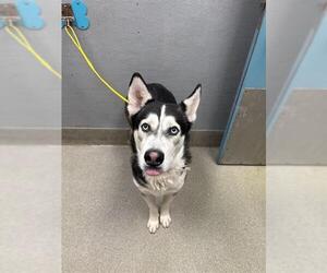 Medium Siberian Husky Mix