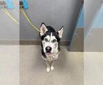 Small Siberian Husky Mix