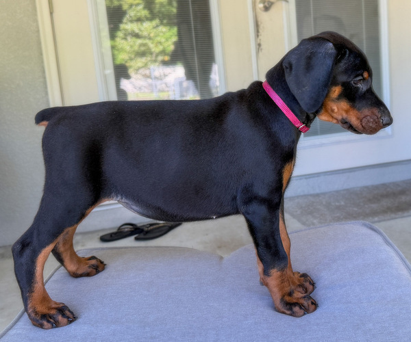 Medium Photo #2 Doberman Pinscher Puppy For Sale in LAKELAND, FL, USA